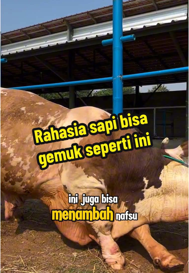 Membalas @Lucky 22 m mau sapi dan kambing cepat gemuk,pakai herbatik##PenggemukSapi   #PenggemukKambing   #SapiCepatGemuk   #KambingCepatGemuk   #PeternakanSapi   #PeternakanKambing   #PeternakSukses   #PeternakMuda   #PeternakanModern   #TipsPeternak   #RansumSapi   #SolusiPeternak   #ObatPenggemukAlami   #PeternakanIndonesia   #TernakItuKeren  #herbatik 