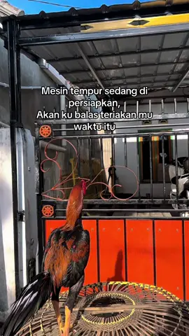 Selamat pagi semua🤝 #bkselatan🏴‍☠️ #ayambangkoksuper #ayambangkokindinesia #bangkokpride #ayambangkokimport #bangkoklampung #ayambangkoklampung 