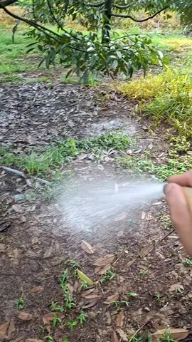 Bắt đầu giai đoạn phục hồi. Tưới nấm bệnh + tuyến trùng....#sầuriêng #61binhduong #xuhuongtiktok 