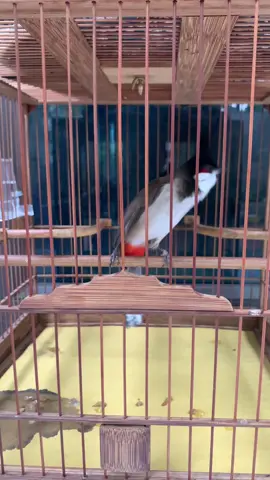 #xuhuongtiktok #chàomao2025 #chàomào  nét đẹp