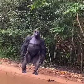 “Rage of the silverback” 🦍 💪🏿 Follow @Primalscenes to protect the animals you see in my edits❤️‍🔥 #gorilla #fyp #VIRAL #primalscenes #naturetok #animallover #edit 