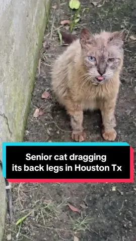 An adult cat in Southwest Houston has been dragging his legs for weeks and urgently needs help. We can’t keep ignoring his suffering—he deserves relief, whether through care or humane intervention.#straycat #fypage #catrescue #help #catsoftiktok #houstontx 