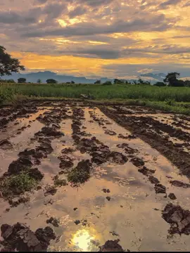 bertani di pagi hari dengan view yang indah #astetic #sawah #pemandangan #foryou #foryoupage #xyzbca #like #posting #masukberanda #fyp #cinematics #petanimuda #petaniindonesia🇮🇩🇮🇩🇮🇩🌿🌿 #kediri24jam #bismillahfyp 