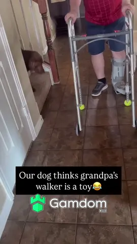#fypシ #viral #trending #fyp #xyzbca #meme #funny #dog #dogsoftiktok #dogs 