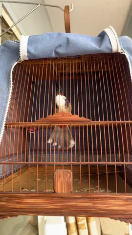 Cái bộ mặt này ô kê không ae #huynhvantinh #thinhhanh #xuhuong #chimchaomao #chaomao 