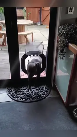 Bad dog 🤣🤣🤣 #funny #animals #dog #funnydog #foryou #tiktok #pet 
