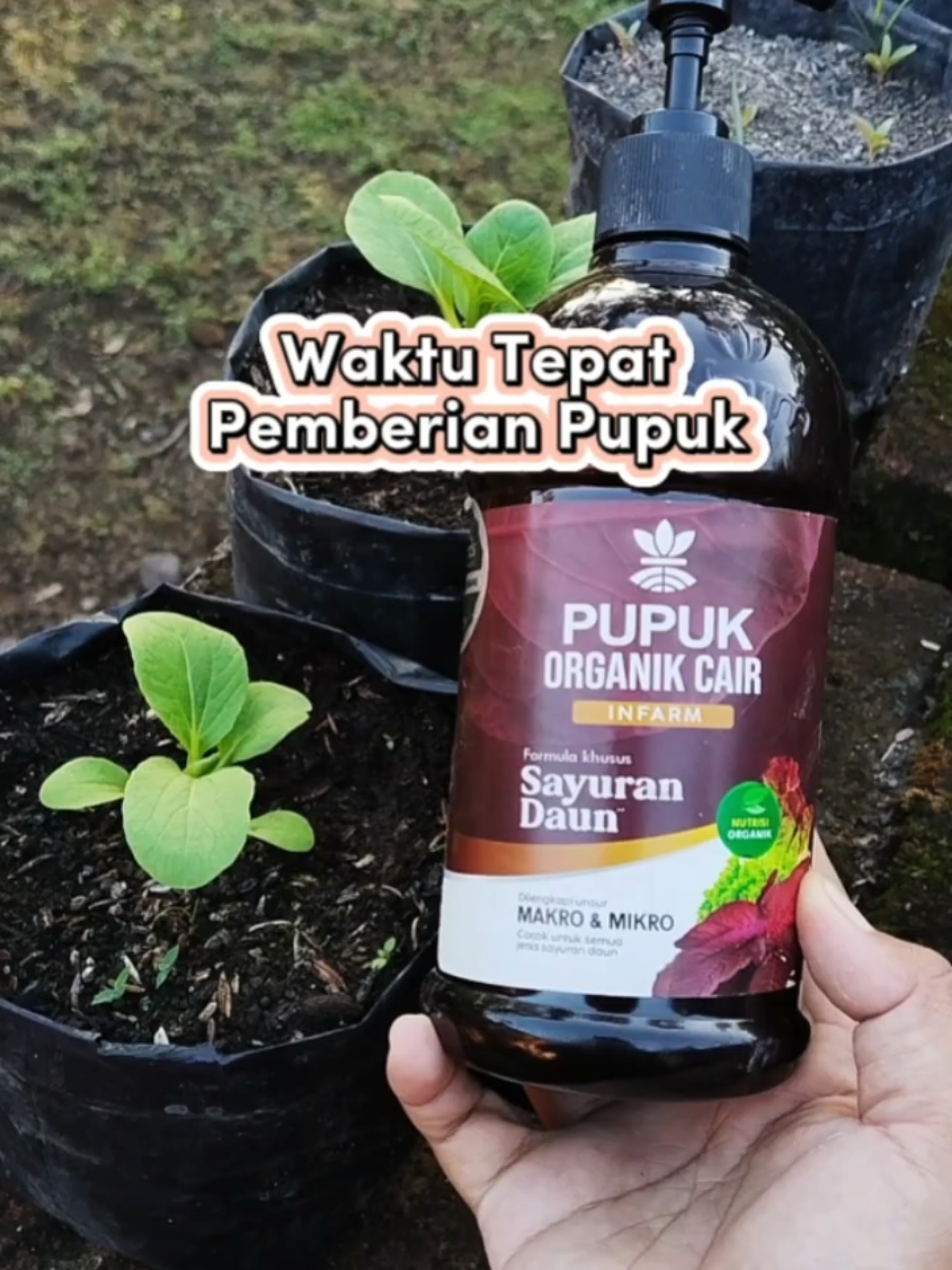 Waktu tempat pemberian pupuk pada tanaman #pupuktanaman #pupuksayur #pocsayur #poc #pupukorganikcair #infarm #infarmid #berkebun 