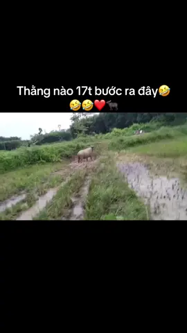 Gọi 1 trung đội 17tuổi ra đây🤣🤣🤣❤️🐃