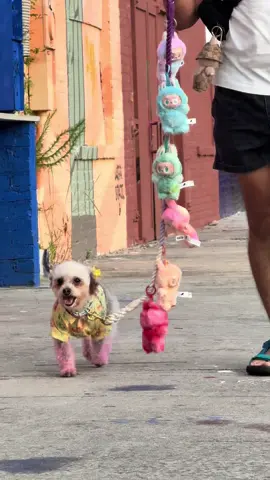 Obvi  #thisishunty #fyp #foryourpage #viral #viralvideo #puppy #puppytiktok #dog #viraltiktok #cutedog #PetsOfTikTok #viralpet #virals #viraldog #dogswithclothes #doglovesclothes #PetsOfTikTok #pet #cutepet #funny #funnyvideos #perritos #perritosdetiktok #perrostiktokers #perritatiktokera #mascotastiktok #mascotasdetiktok #doggy #dogswithcolor #doghairdye #purpledog #dogfood #foodfordogs #fyp #fypシ #fypage #fy #foryo #parati #pt #viral #viraltiktok #labubu #obviously #labubuthemonsters #labubuv3 