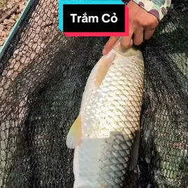 Câu Cá Trắm Cỏ ở Hồ Câu Lâm Sung?  #fishing #bdsh 