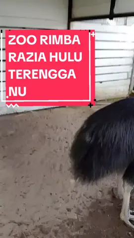 barang padu , kasawari  enjine MAZDA RX8 open...mai nok kelih pom #f #fyp  #rimbaraziazoo #videoviral 