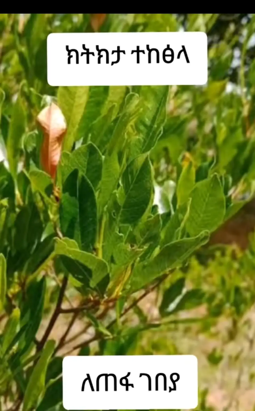 👉 በአጭር ጊዜ ከዓይነ ጥላ ችግር  ይገላገሉ 👉 ከየትኛውም እምናትጋ አያጋጭም በዚህ ያልተቸገረ ሰው የለም   #የዓይነ ጥላ ተጽኗቸው ምንድነው ? ✤ ትዳር ይገረግራል ፣ ያፈርሳል (ይዘጋል ) ✤ ቤተሰብን ያስጠላል፣ከቤተሰብ ያርቃል ✤ በሰው ዘንድ እንዲጠሉ ያደርጋል ✤ ተስፋ ማስቆረጥ ህይወትን ባዶ ያደርጋል  ✤ የገንዘብ አለመበርከት ፣ መገርገር  ✤ ከማሕፀን ላይ ተቀምጦ ልጅ እንዳይወለድ ይዘጋል ✤ የተረገዘውን በወር አበባ መልክ ያስወርዳል  ✤ የማህፀን ካንሰር ይፈጥራል ✤ የፊንጢጣ ኪንታሮት ያመጣል ✤ የማህፀን ኢንፌክሽን ያመጣል ✤ የማህፀን እጢ ያመጣል  ✤ የወር አበባ ያዛባል (ይዘጋል) 👉 የውጭ እድልን ይዘጋል (ፕሮሰስ ማቋረጥ) 👉 የወገብ ሕመም ይፈጥራል  👉 የአጥንት መገጣጠሚያ ህመም ያመጣል 👉 የራስ ሕመም (ማይግሪን) ያመጣል 👉 መጥፎ የሰውነት ጠረን  ያመጣል  👉 መጥፎ የአፍ ጠረን ይፈጥራል  👉 ቁርጥማት ያመጣል  👉 እግር ሰብስቦ ይይዛል 👉 ለሰው ጥሩ ሰርተው አለመመስገን ✳ ሕልመ ሌሊት ያመጣል  ✳ ስንፈተ ወሲብ ፣የብልት መልፈስፈስ (ተሎ መጨረስን) ያመጣል ✳ የትዳር ማስጠላት  ✳ ፆታዊ ግንኙነት ያስጠላል ✳ ለፍቅር አጋር ስሜት አለመኖር  ✳ ለተለያዩ ሱሶች ይዳርጋል (በሱስ መጥመድ) ✳ ቤት ማስጠላት ውጭ ማምሸት ✳ ስራ ሲሰሩ ሲያነቡ ማዛጋት መደበት ✳ ሆድ መጮህ መገላበጥ መንፋት ጋዝ መብዛት  ✳ የስራ ማስጠላት ከስራ ባልደረባ ጋር አለመስማማት ✳ በሚሰሩት ስራ ደስተኛ አለመሆን ⏩ የበታችነት ስሜት መሰማት ⏩ ሀገር ለሀገር ማዞር  ⏩ የምግብ ፍላጎት መዝጋት  ⏩ ማክሳት (ማቅጨጭ) ⏩ጭንቀት ፣ ድብርት  ⏩ እራስን አጥፉ አጥፉ ማለት ⏩ ሌሊት ማቃዠት ፣ ማስጮህ ፣ በሕልም ማስጨነቅ ⏩ ጥርስን ማንቀራጨጭ በሕልም ማሽናት  ⏩ ለጨጓራ በሽታ መዳረግ ⏩ ስኳር ፣ ደም ግፊት ፣ አስም ፣ ኩላሊት ማምጣት          #መፍትሔ  ፩. #የቀጠጥና ስር ፪. #ከርቤ ህጣን ፫. #የእፀ ሳቤቅ ስር ፬. #የጊዜዋ ስር                    #አዘገጃጀት 👉 የሁሉንም ስሮች በንፅህና ማክሰኞ ቀን ነቅሎ ቀጥቅጦ አድርቆ ሸርከት አድርጎ በመፍጨት ከርቤ ህጣን ጨምሮ በስኳር ማንኪያዋ አንድ ጨምሮ ከ፲፬ -፳፩ (14-21) ቀን መታጠን ዓይነ ጥላን ያስወግዳል በቅንነት ሼር ላይክ በማድረግ ለተቸገሩ እናድርስ ውጭ አገር ለምትኖሩ እና አገር ውስጥ ሁናቹ መምጣት ላልቻላቹ ባላቹህበት ሁናቹ አገልግሎት ማግኘት ትችላላቹ ለበለጠ መረጃ 0935363786 ይደውሉ።