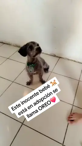 Hasta ahora no entiendo xq lo dan en adopción 😢🙏🐕❤️ si es un perrito muy dócil.y jugueton 😭💔🐕❤️#viralvideoシ #salvandovidas #salvandovidas #gatitostiktok #LIVEInteraction #adopta #adopcionresponsable 