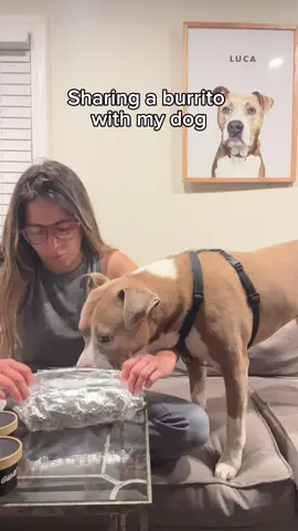 If a human touches my food, I’ll barf…but sharing a burrito with my dog? No prob  #dogsoftiktok #bullybreed #dogmom #funnydog #pitbullsoftiktok #pitbulls 