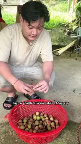 Đây có phải là quả mác nhãn không ạ ? #hieuminhtulap #vuongngocthao #mocliengroup #moclienhtxvuongngocthao  #xuhuongtiktok #xuhuong #vuongthituyetnhung #fyp #viral #fypシ #laocai