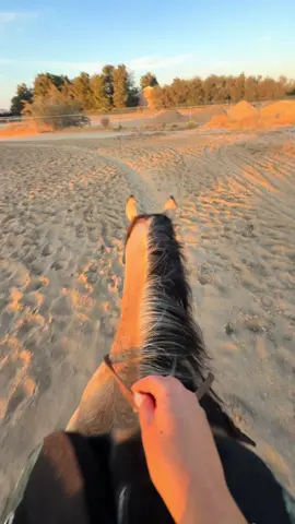 summer nights ☀️🌅 #horses #horsesoftiktok 
