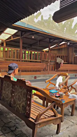 #xybca #CapCut #fyppp #etawa #peranakan #kambingetawa #etawakaligesing #etawasenduro #kambing #goatbrothers #fypage #kandangkambing #etawaluarbiasa 