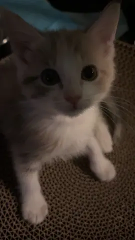 #kittens #viral #fyp #cute 