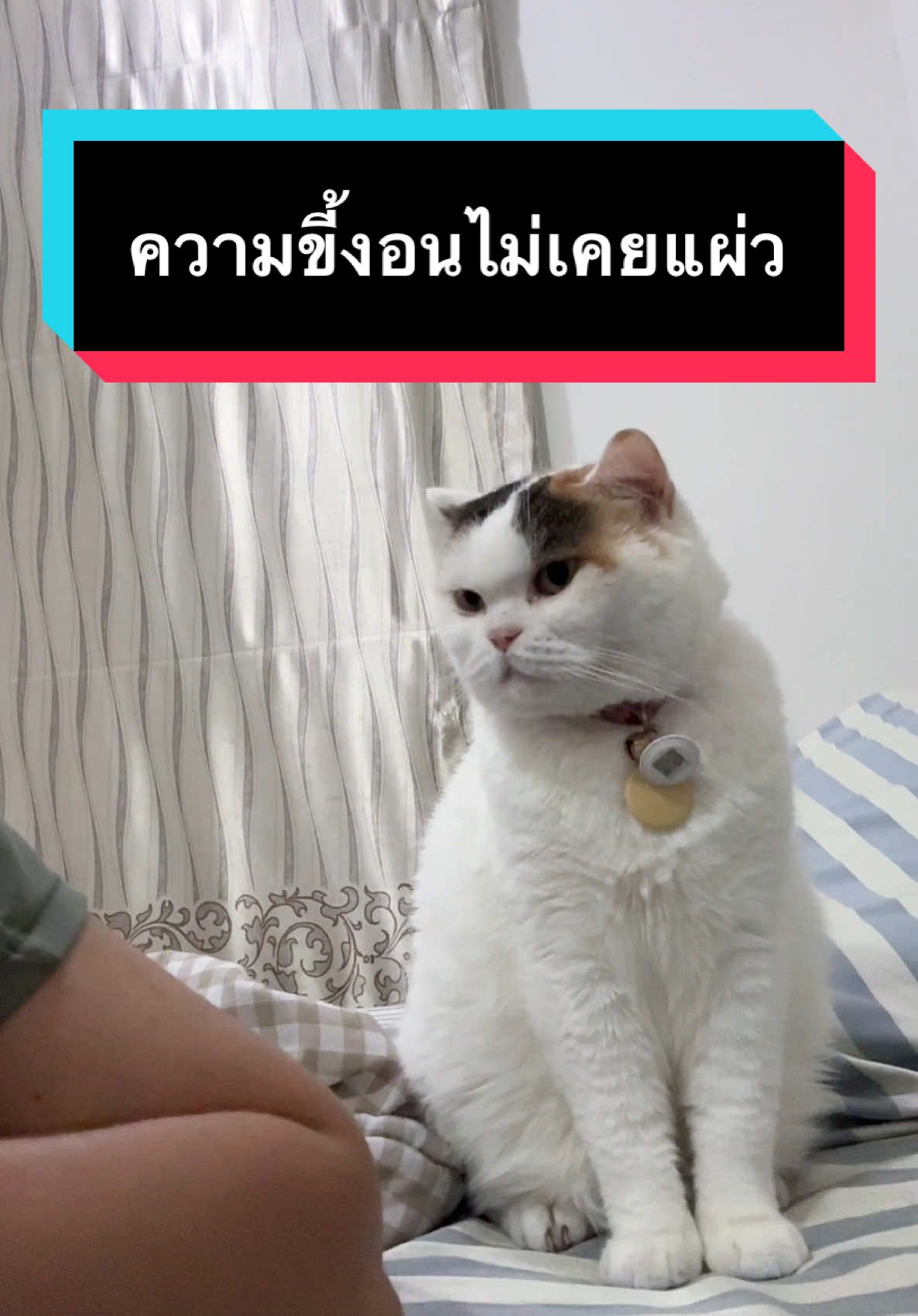 ทำไมขี้งอนแบบนี้ #มูมินแมวเหนียง #แมวน่ารัก #แมวอ้วน #สวนสัตว์tiktok #cat #catsoftiktok 