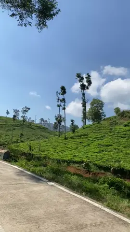 Jalan menuju ke Curug Cikondang dengan pemandangan kebun teh yang luas #curugcikondang  #cianjurselatan #kebunteh  #sukadana  #cianjurjawabarat🇮🇩  #hatihatidijalan  #psm  #photoseninmanja 