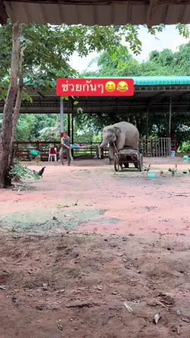 ช้างน้ิอยช่วยงานเก่ง😂🤣 #คลิปน่ารัก  #ช้างน้อยตัวโต  #พลายมิ่งมงคล 