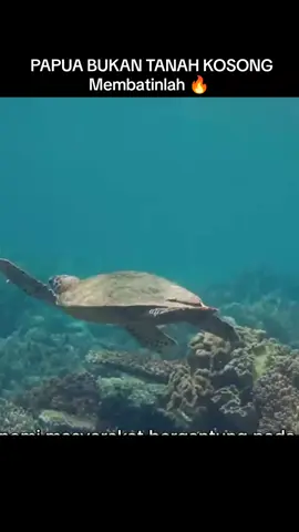 Selamatkan Raja Ampat, Selamatkan Halmahera.  FULL SUDAH TAYANG YOUTUBE  #dfacto #rajaampat #halmahera #papua @greenpeaceid #vyp 