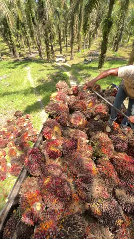 Jangan lupa bersyukur untuk hari ini #muatsawittoke #tokemuda #sawitriau #duri#berandafyp 