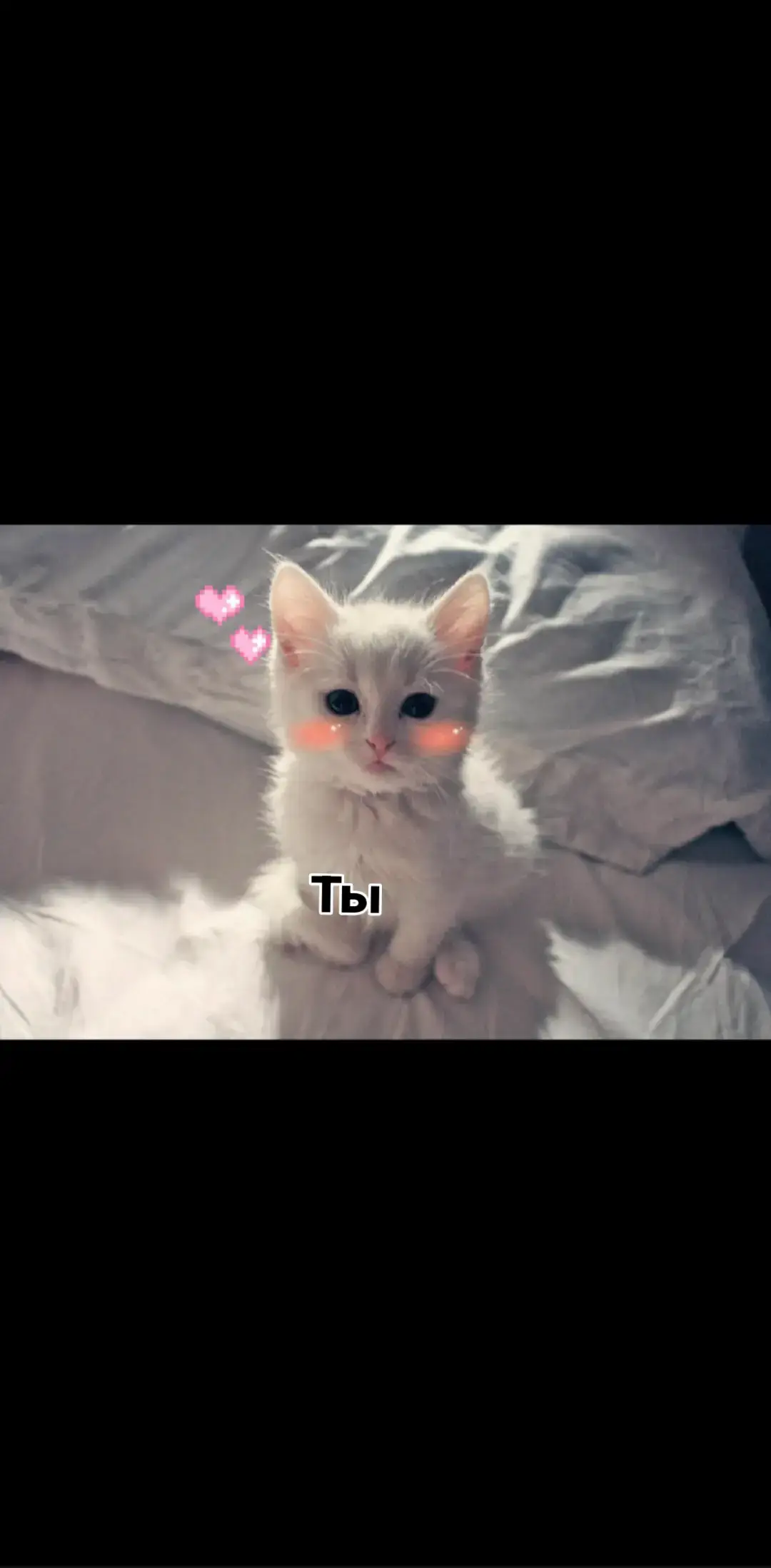 #тренд #рекомендации #песня #котики #иньянь #черныйкот #белыйкот #реки
