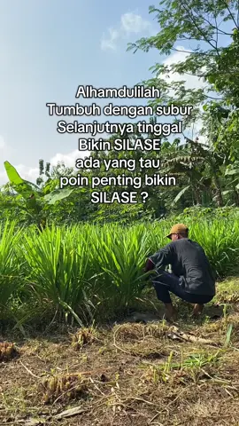 #peternakmudaindonesia #peternakmuda #peternakkambingmuda #peternak #sobatngaret #kambingetawakaligesing #kambingetawa #purwokerto #banyumas #sobatngaretnusantara🔥🔥🔥 #peternakkambing #bankpakan #peternakan 