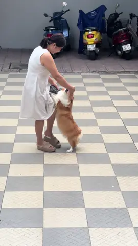 #corgi mừng sen về