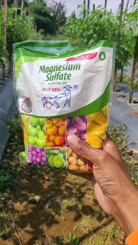 Cara mengatasi daun cabe menguning klorosis dengan menggunakan magnesium sulfat #cabe #petani #pertanian #petanimuda #petanimilenial #petaniindonesia🇮🇩🇮🇩🇮🇩🌿🌿 #farm #agriculture 