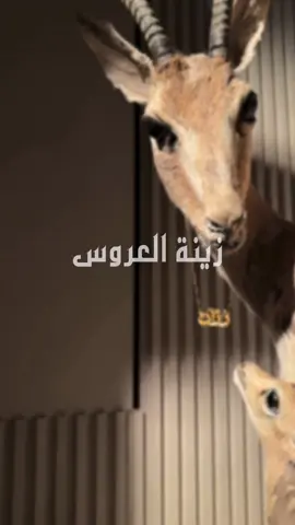 #الشعب_الصيني_ماله_حل😂😂 #زيته_العروس ##ملكه #يدمه_نجران 