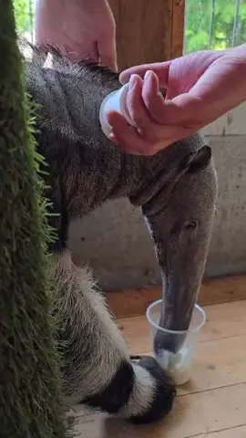 Nala the Diabetic anteater having her Glucose sensor replaced 🩵 #NalaTheAnteater #DiabetesAwareness #GlucoseMonitoring #Diabetesweek #wildlife #conservation #conservationtok #anteatertiktok 