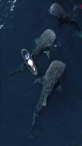 ketika realita sesuai dengan ekspektasi 🤩 #sumbawa #hiupaus #whaleshark #whalesharksumbawa #whalesharkteluksaleh #teluksaleh 