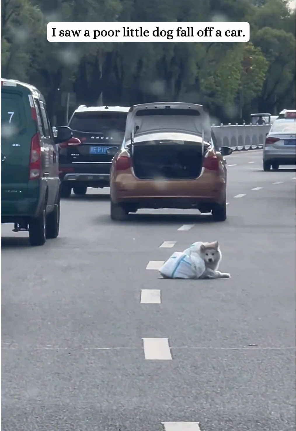 I rescued a puppy that fall off a car.#samoyed #puppytiktok #dog #animals #rescue #pet #fyp 