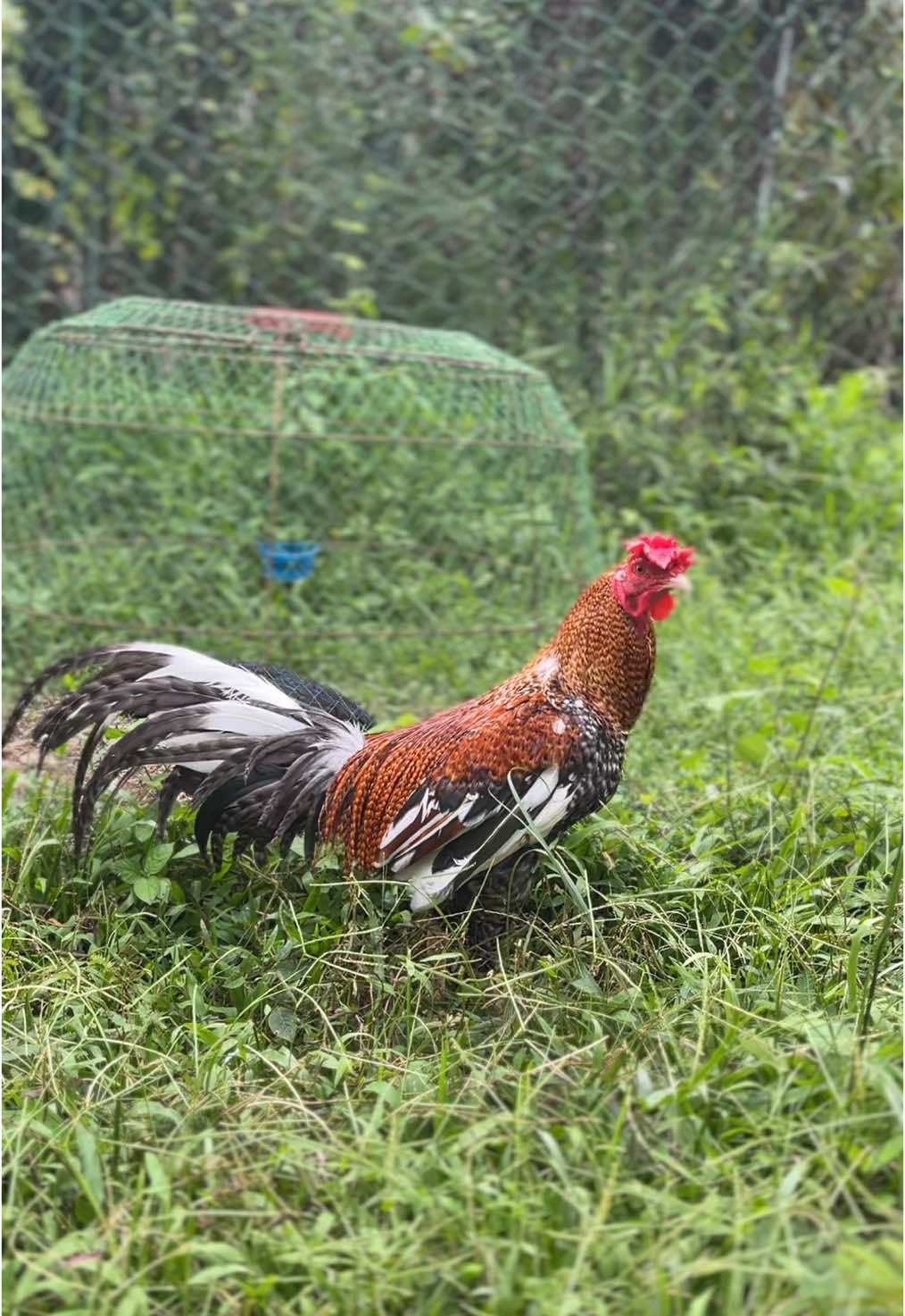 #ไก่เดือยภาคใต้ #อนุรักษ์ไก่ใต้🐓 