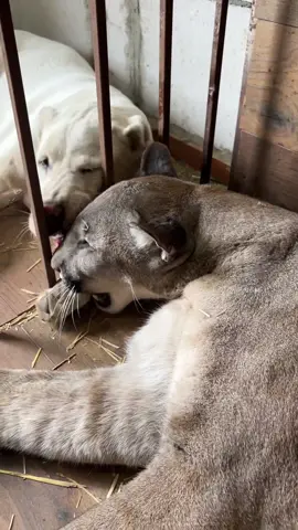 Alabai Leffer wants to play with Puma Braige)) #пума #пумаБрэйдж #хищник #котики  #забавныеживотные #ангел #малыш  #звери #зоомир #любимец #вмиреживотных #puma #pumaBraige #pumacat #cat #animals #funnyanimals #angel #animallove #animallovers #animalvideo #animalplanet