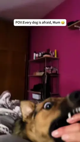 Every dog is afraid,mum🤣#pet #dog #dogsoftiktok #funnydogs #animals #funnymoments #doglife #foryou #PetsOfTikTok 