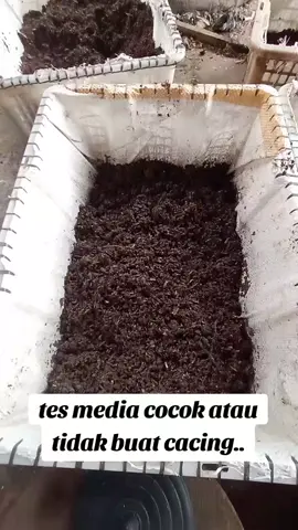 setelah kita ganti media kemarin,, kita tes media cocok atau tidak buat cacing, ternyata cocok & cacing masuk ke madia.. . . . . #ternak cacing lumbricus #cacing #budidayacacing #cacinganc #cacingtiger #ternakcacing #ternak #cacinghidup #ternakcacingtanah #cacingtanah #cacingtanahhidup #peternakcacingtanah #ternakcacinglampung #budidayacacingtanah 