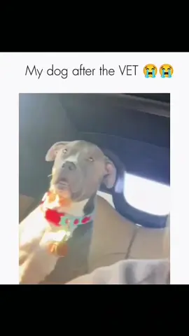 Funny and cute dogs compilation 🤣👀 #funnydog #funnypet #cutedog #dogoftiktok #doglover #dog 