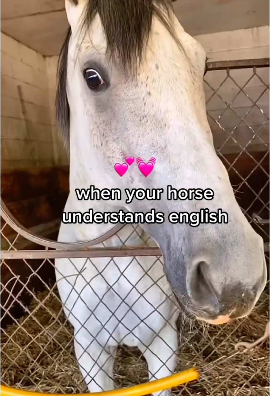 Horses understand my words😂🐎#horse #dog #funny #for #foryou #fyp #funnyvideo #animal #cat #usa #pets