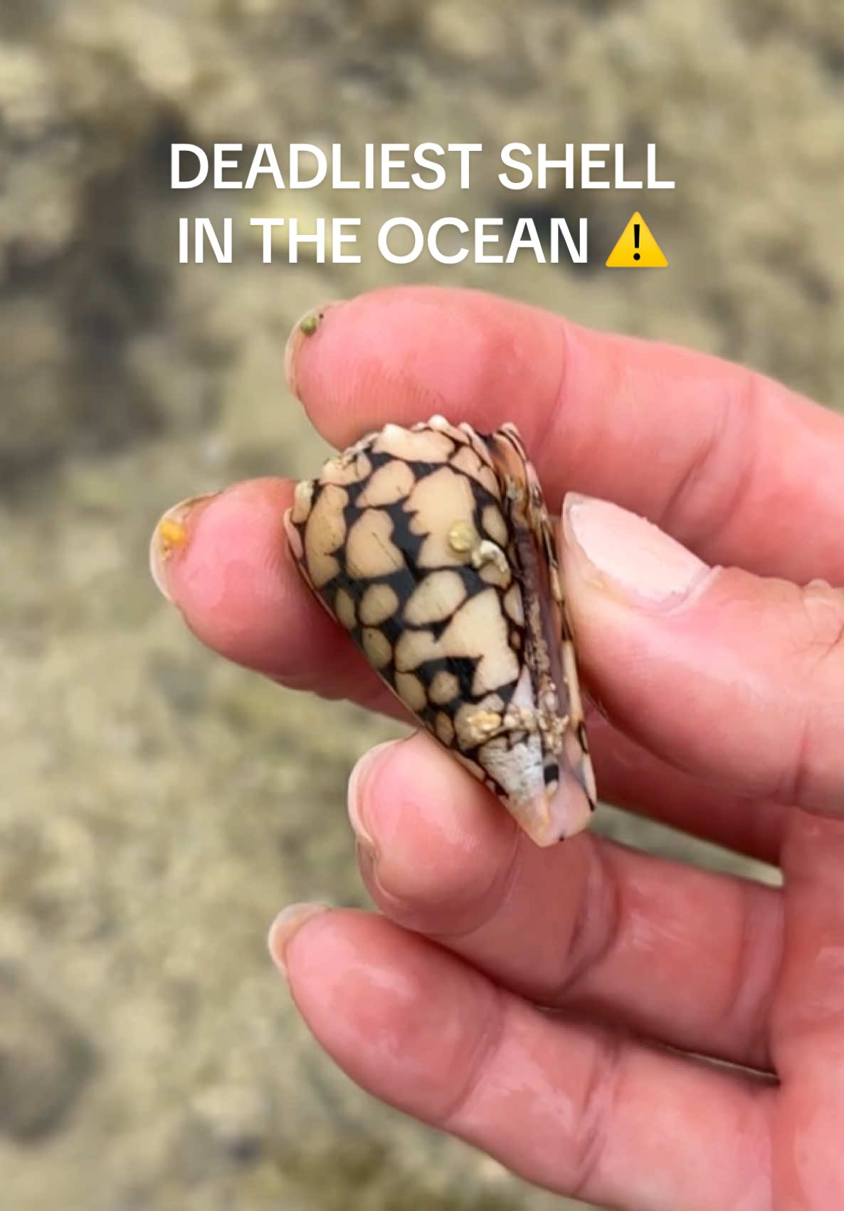 ⚠️ Last time I ever pick up a cone shell barehanded…storytime coming  #conesnail #shelling #oceanlife #venomous #beachcombing 