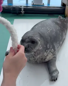 #tokkaricenter #fyp #seal #silly #cute #foryoupage  Video from tokkaricenter_official in instagram Today is Katsuri-kun Received from a customer Cute flower Katyusha Katsuri-kun tried it on Swaying pink flowers It looks good on a stiff face too And the flower that flew away with 