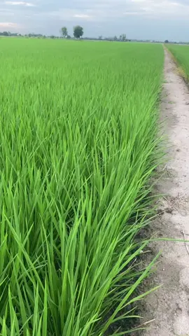 มาเดินสำรวจทุ่งนายามเย็น วัยรุ่นสมัยนี้เขาทำนาไม่รก กันแล้วนะ😊🌾#วัยรุ่นทำนา&แม่ค้าตลาดนัด