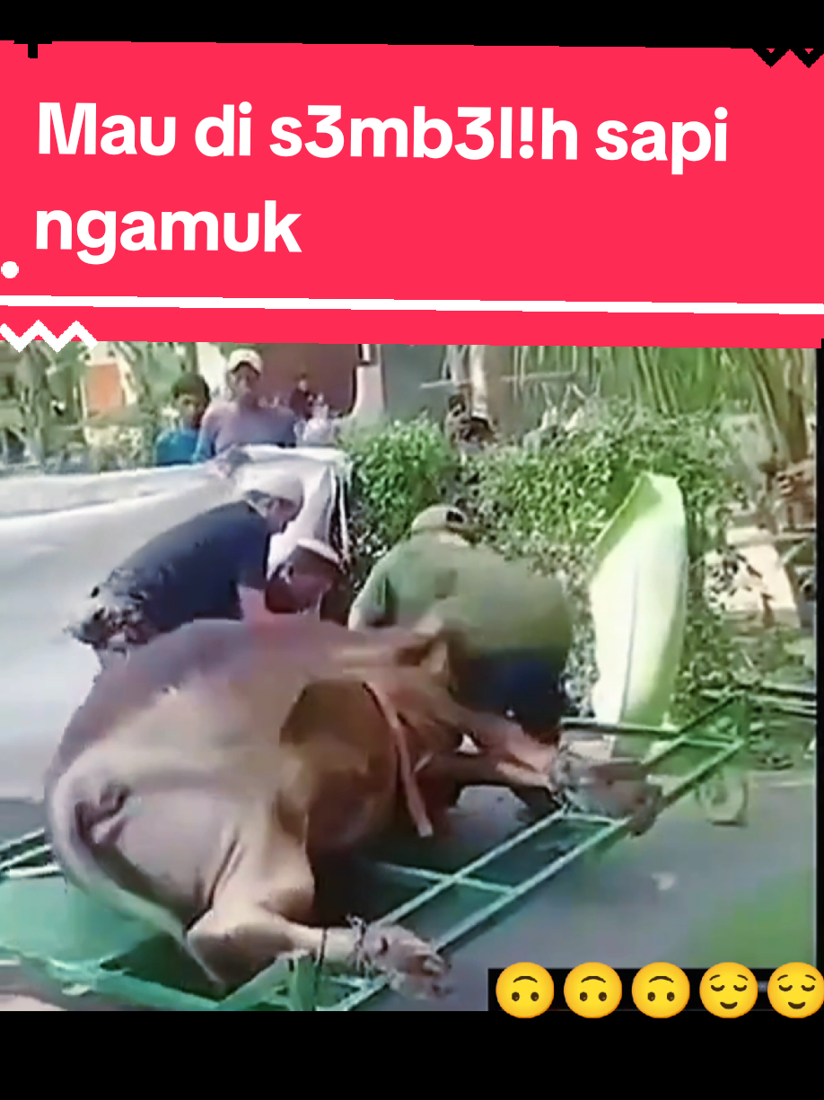 Mau untuk qurban sapi ini ngamuk  sapi core idul adha core iduladha core #sapiqurban #sapikurban #sapikorban #sapilepas #sapiqurbanlepas #sapingamuk #sapikurbanngamuk #sapiqurbanngamuk #iduladha #iduladhacore #sapiqurbancore 