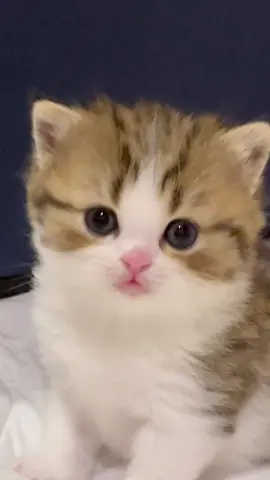 มิสะเหมือนอัลปาก้าเลย #catlover #ทาสแมว #kittencat #cute #cat #มิสะลูกโทระริกะ 