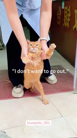 My cat has social phobia.#cats #cutecats #foryou #funnytiktok #funnyvideos #usa #funnyanimals #fypシ #cute #funnycat #catlover #funnypets #viral #funny 
