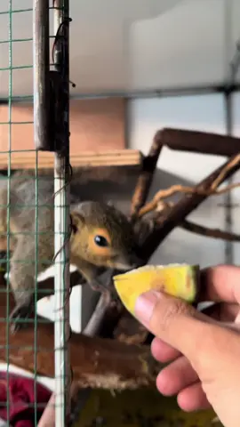 Bajing Gendu #fyp #fyppppppppppppppppppppppp #hewanlucu #tupai #bajingkelapa 