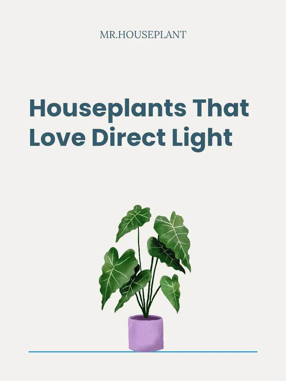 Got a sunny window or a light-drenched room? These houseplants thrive in direct sunlight and soak up those rays like tiny green solar panels. They love the warmth, light, and glow—and will reward you with fast growth and vibrant color #beginner #plantsoftiktok #fyp #plants #houseplants 