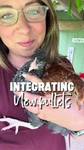 ✅Put them in a crate ✅ They need to be there for one week at least.  ✅Keep the food away from the edges to avoid an older one sticking their heads in. This could cause injury.  ✅ Distract the flock during the release of the chicks. Free range if possible so the older ones go out to forage while the younger ones have a chance to learn the space and explore. Add treat dispensers, extra roosts or ladders to give them something to do if you can’t free range. ✅Add feeders and waterers to avoid the big ones being territorial. I like to add little ones in the corners of the run so the babies can find them.  ✅Stay to observe during release of the littles. Make sure there isn’t extreme bullying and that they know where to eat and drink. ✅ Keep them safe at night by putting them back in the brooder or in a small safe space in the coop (they don’t need food and water at night). #chickenflock #newchickens #integratingchickens 